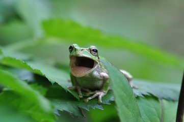 カエルの唄が聞こえてくるよ