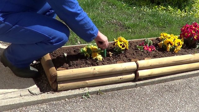 planter un oignon