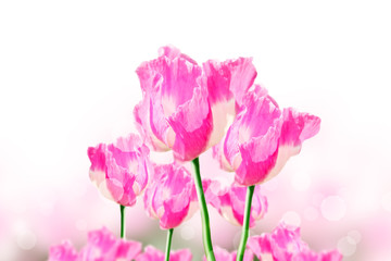 Pink opium flower