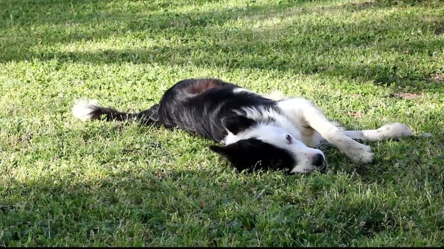 Giovane femmina di Border Collie - Young female Border Collie