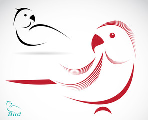 Vector image of an parrot on white background