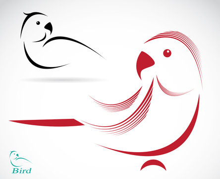 Vector image of an parrot on white background