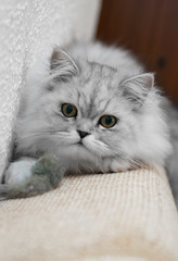 Silver Shaded Persian Cat relaxing
