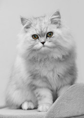 white persian cat