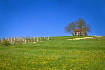 Cottage and vineyard on idyllic hill