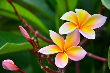 Close up van frangipani bloem of Leelawadee bloem bloeien op t