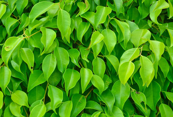 green leaf background