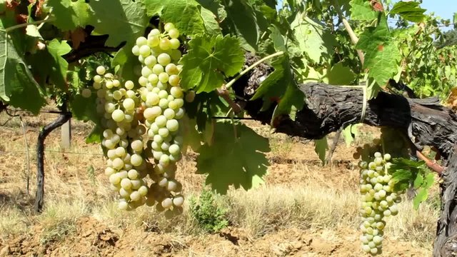 Uva bianca, Toscana - White grape vineyard, Tuscany