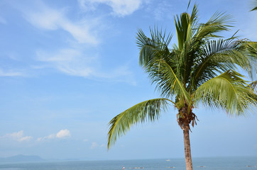 Fototapeta na wymiar Dream Sea Coconut