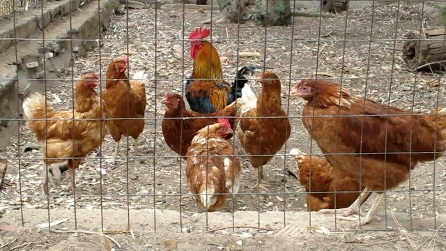 Galline - Chickens