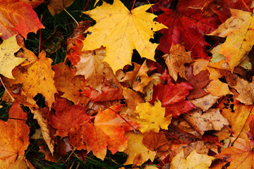 Fototapeta na wymiar autumn leaves natural background