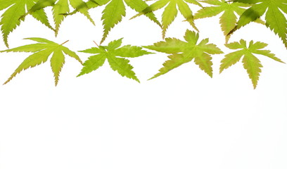 楓葉のフレーム