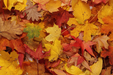 Naklejka na ściany i meble autumn leaves natural background