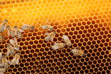 Bienenmarsch
