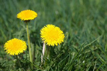 Three yellow dandelion flower in a green grass