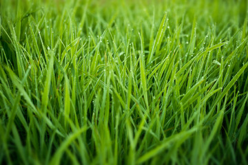 Fresh Grass With Dew Drops