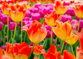 Obrazy na Szkle  Floral Tulips Background