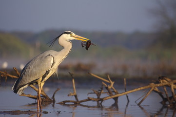 Ecrevisse ; repas du h&eacute;ron cendr&eacute;