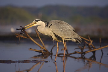Ecrevisse attrapée par le héron cendré