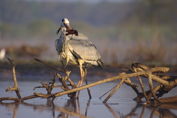 Ecrevisse en fin de vie 2