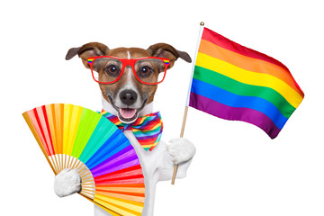 gay pride dog