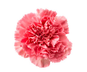 Pink carnation isolated