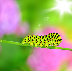 Schwalbenschwanz Raupe