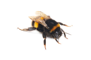bumblebee isolated on the white background