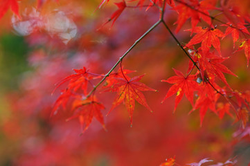 紅葉