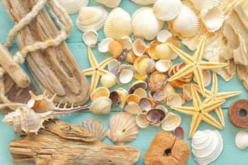 Sea shells greeting card