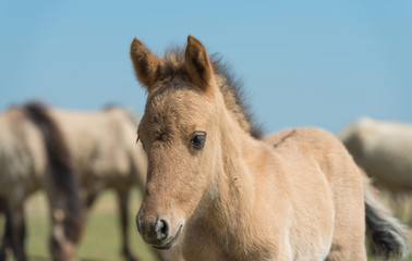 Konik foal in a herd in spring