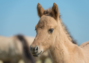 Head of a Konik foal