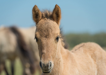 Konik foal in spring looking at you