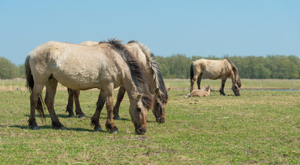 Naklejka na ściany i meble Grazing Konik horses in a field of grass