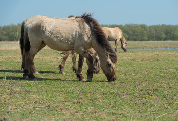 Grazing Konik horses in a field of grass