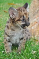 Fototapeta premium Baby cougar