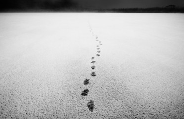 Bear footprints on snow