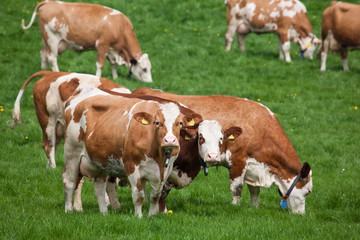 Fototapeta na wymiar krowa na łące