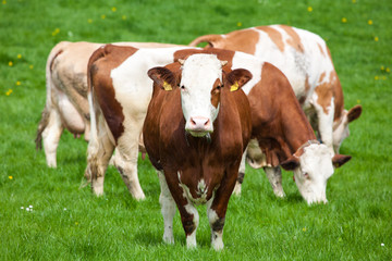 Fototapeta na wymiar krowa na łące