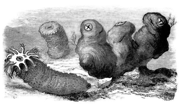 Aquatic Animals : Oloturia & Ascidia