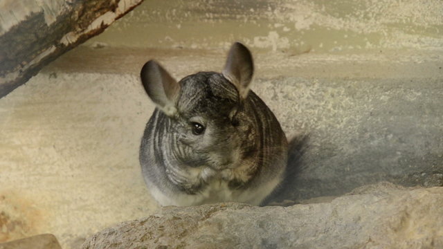 grey chinchilla eating something