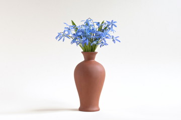 Blue spring bluebell flowers in vase, white background.