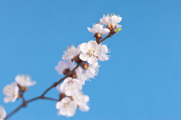 White cherry blossom, blue background.