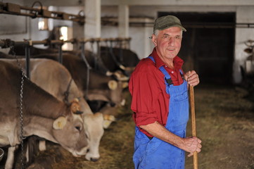 Farmer is working on a organic farm with cows