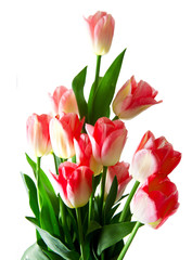 bouquet di tulipani