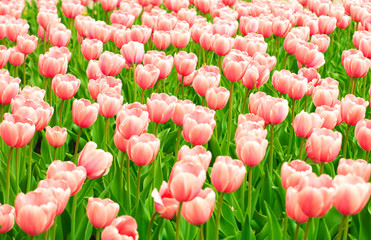 Many pink tulip