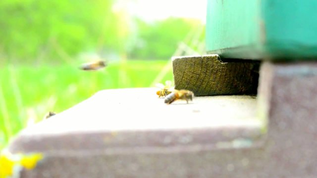 Bienen fliegen in Bienenstock