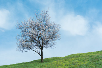 Fototapeta na wymiar Apricot tree at flowering time.