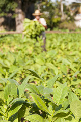 Cuban farmer collects the harvest of tobacco field