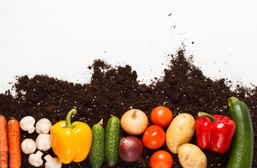 vegetables on the soil